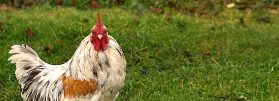 Donna's story: marrying a chicken Donna's story: marrying a chicken