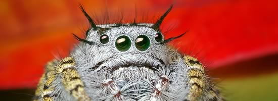 Scary date alert a bug closeup